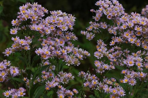 シオン シオンの写真