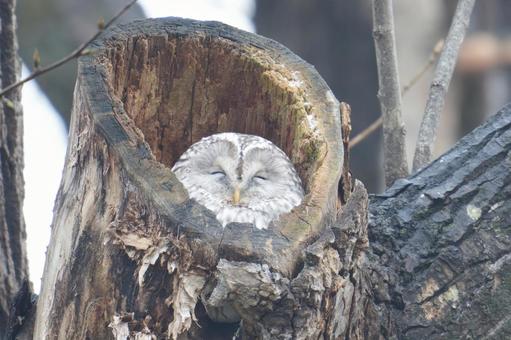昼寝するエゾフクロウさん エゾフクロウ,野鳥,北海道の写真素材