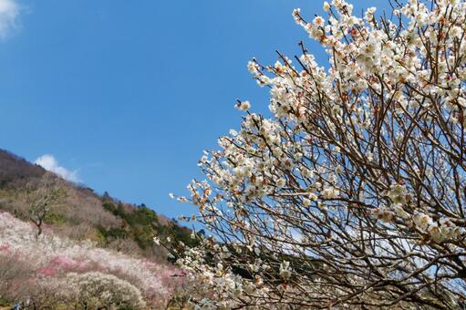 青空に映える満開の白梅 梅,迎春,梅の花の写真素材