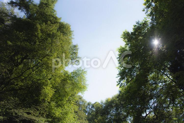 木漏れ日 山奥,青空,空の写真素材