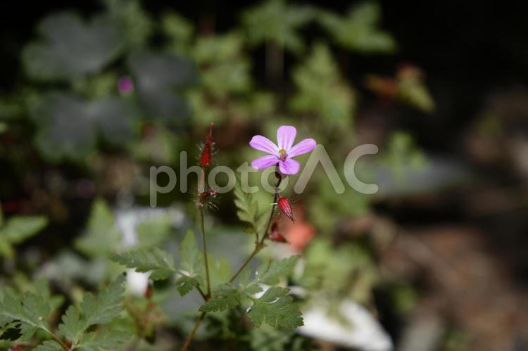 雑草の小さなピンクの花とつぼみ 花,雑草,小さいの写真素材
