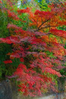 燃えるような紅葉 燃えるような紅葉の写真