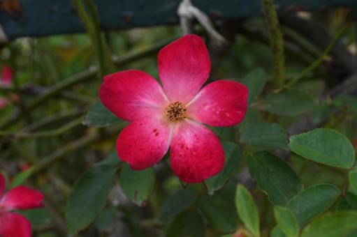 五輪の薔薇 花,植物,秋の写真素材