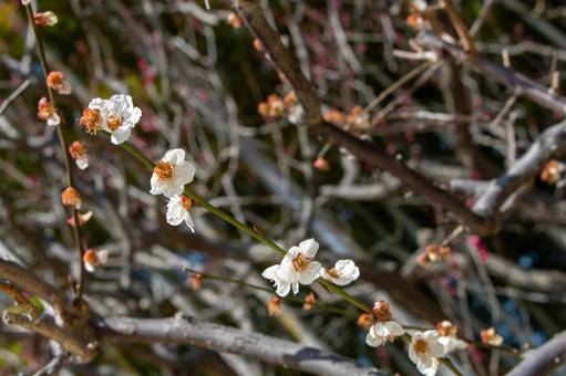 北摂の梅林 北摂の梅林の写真