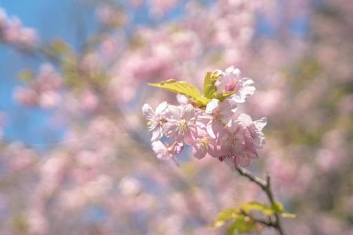 Kawazu cherry tree leaves and leaves, JPG