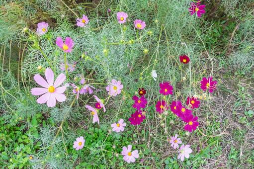 緑の葉の中に咲く様々な色のコスモス コスモス,秋桜,花の写真素材