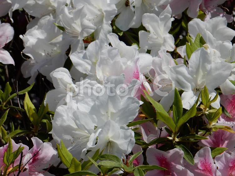 【花の写真】ツツジの花 ツツジ,つつじ,躑躅の写真素材