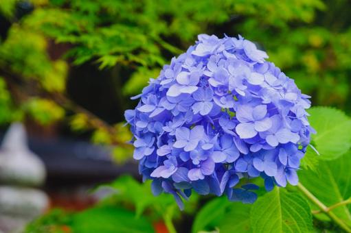 紫陽花 紫陽花の写真