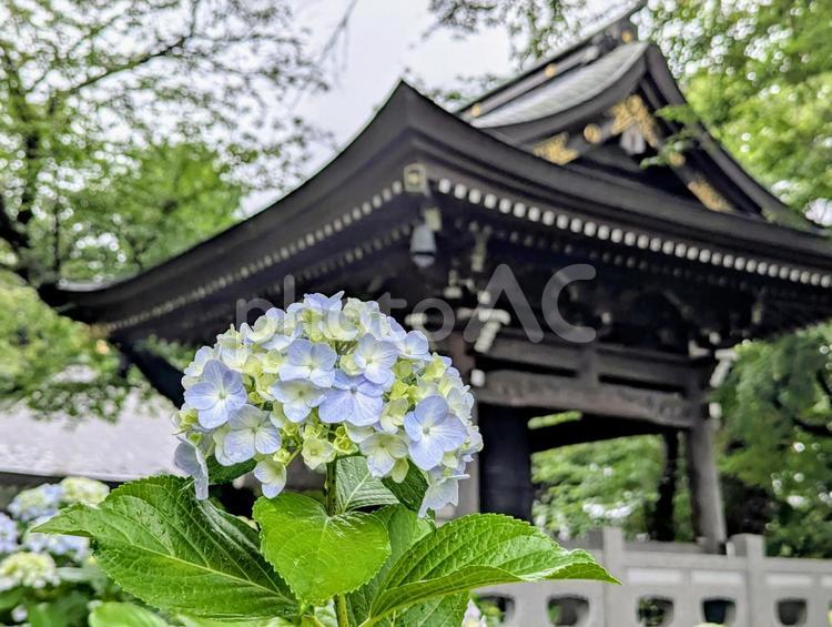 小雨降る境内のあじさい 植物,紫陽花,花の写真素材