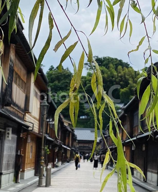 古い街 自然,葉,屋外での写真素材