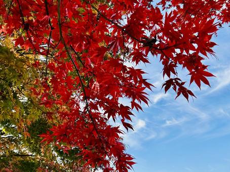 真っ赤なもみじと青空 秋,もみじ,赤の写真素材