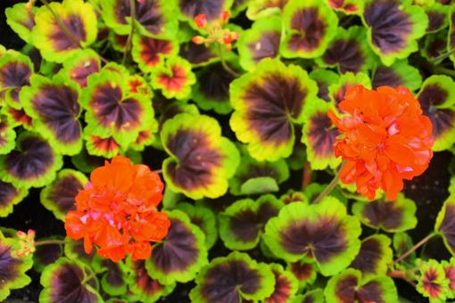 鮮やかな草花 鮮やかな草花の写真