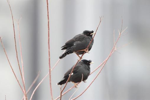 ハッカチョウ ハッカチョウ ハッカチョウ,野鳥,生き物の写真素材