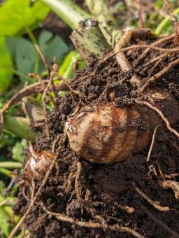 里芋の収穫 里芋,収穫,農業の写真素材