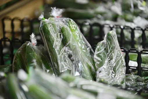 きゅうり きゅうり 農産物,イメージ,素材の写真素材