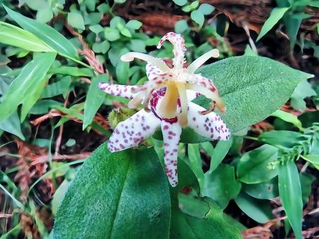ヤマホトトギス ヤマホトトギス ヤマホトトギス,花,ユリ科の写真素材