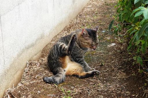 サバトラネコゴン太8 サバトラネコゴン太8の写真