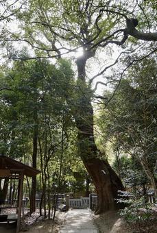 緑に包まれた鎮守の森 木,自然,風景の写真素材