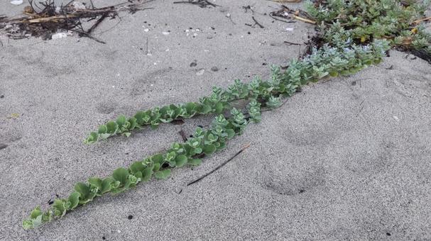 海岸沿いの植物 海岸沿いの植物の写真