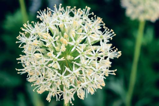 幾何学模様の花002 花,白,涼し気の写真素材