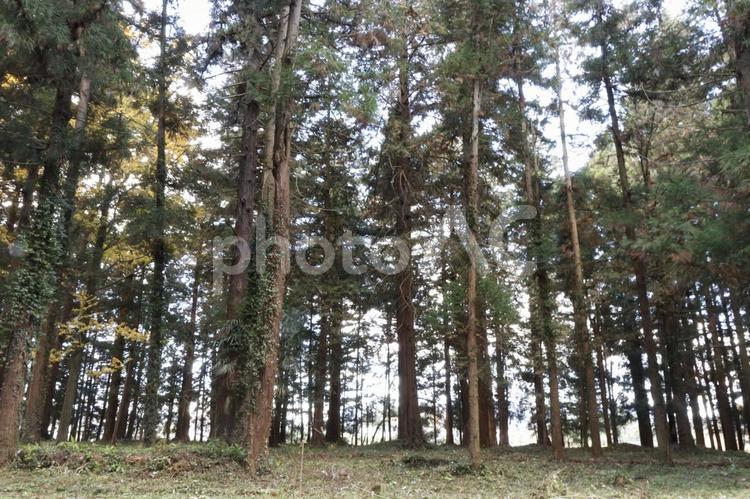 杉の森林 雑木林,緑,グリーンの写真素材