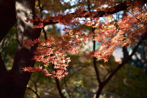 きれいに色づく紅葉 きれいに色づく紅葉の写真