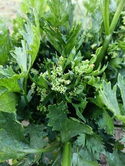セロリの花 セロリの花,セロリ,家庭菜園の写真素材