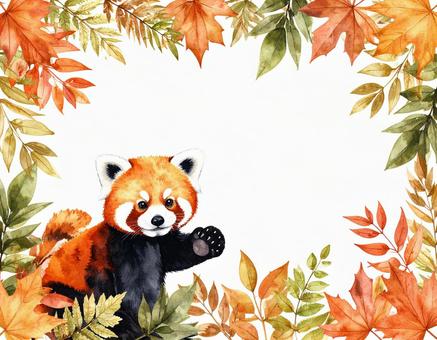 レッサーパンダと紅葉のフレーム レッサーパンダと紅葉のフレームの写真
