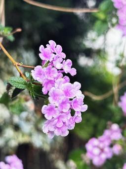 紫の花 紫の花の写真