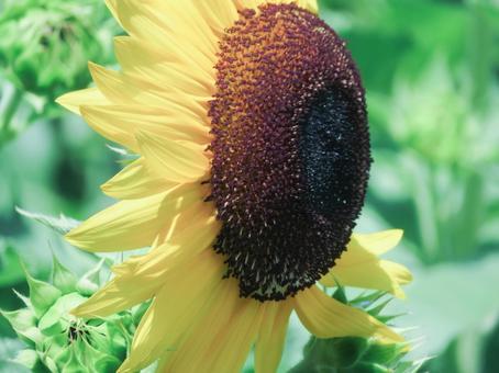 向日葵アップ 向日葵アップ 花,向日葵,ひまわりの写真素材