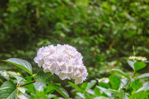 アジサイの小径 アジサイの花1ー6 アジサイの小径 アジサイの花1ー6の写真