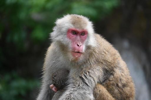ニホンザル ニホンザルの写真