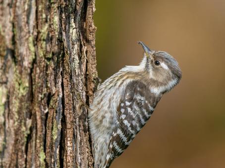 木にとまるコゲラ・キツツキ コゲラ,キツツキ,野鳥の写真素材