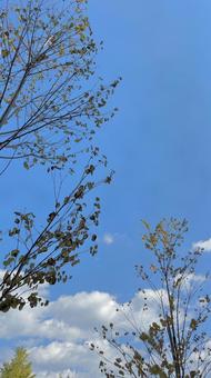 秋の空 秋の空の写真