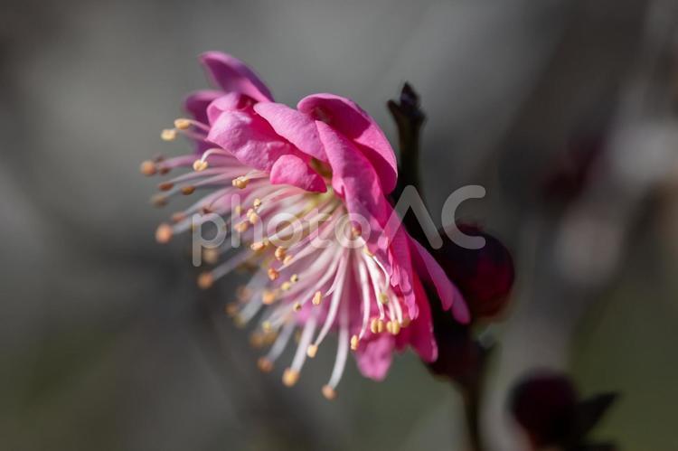 ウメ（紅牡丹） ウメ,紅牡丹,花の写真素材