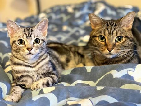 並んでこちらを見つめる猫たち 子猫,kitten,ねこの写真素材