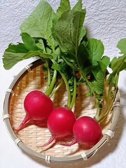 二十日大根 二十日大根,ラディッシュ,野菜の写真素材