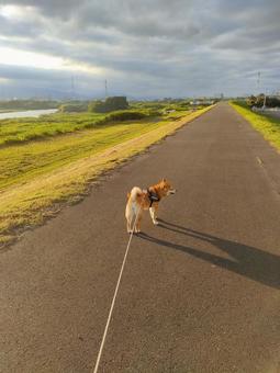 川沿いのお散歩コース! 川沿いのお散歩コース! 犬,シバ,柴犬の写真素材