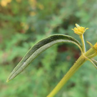 オミナエシ(女郎花) オミナエシ(女郎花)の写真
