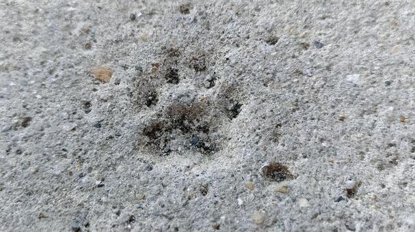 犯人の痕跡 床,地面,足跡の写真素材