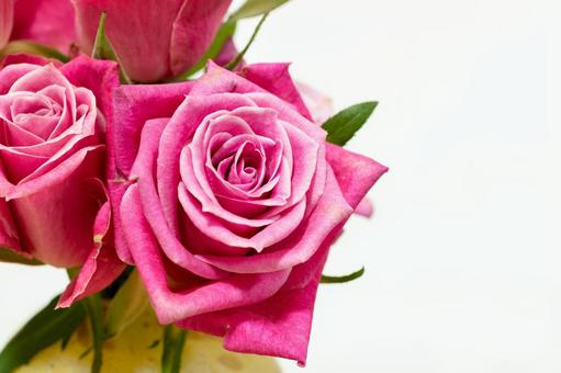 ピンク色のバラ 花,植物,ローズの写真素材