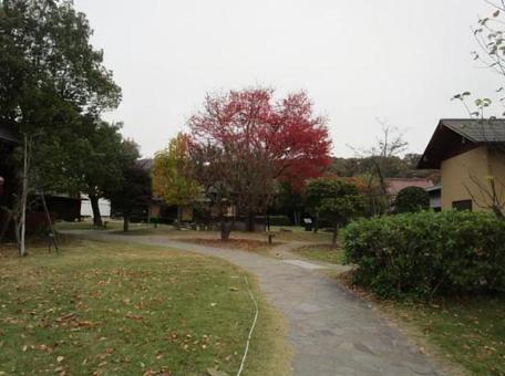 お庭に紅葉 冬,素材,風景の写真素材