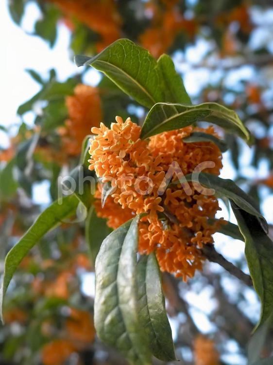 日中に咲く金木犀の花 金木犀,キンモクセイ,秋の写真素材