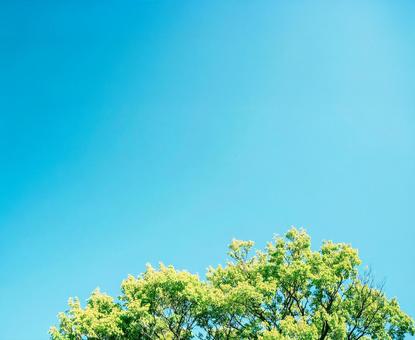 エモい空と樹木 エモい空と樹木の写真