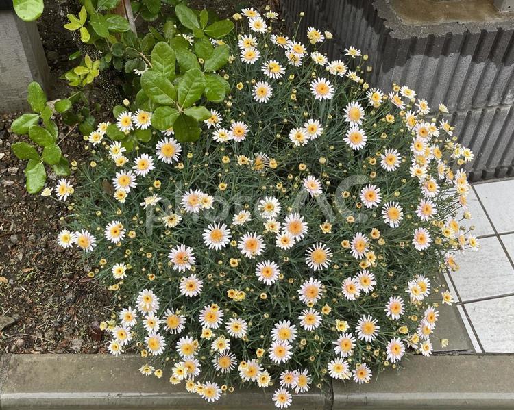 4月の雨のマーガレットの花 2025 マーガレット,花,白の写真素材