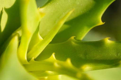 Photo, aloe, aloe leaves, leaf, 