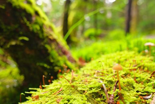 きのこと苔のじゅうたん 白駒池,苔,きのこの写真素材