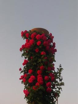 バラ バラの写真
