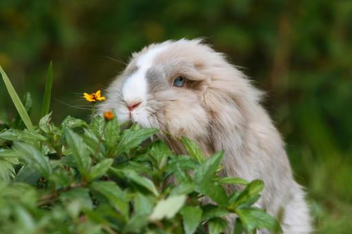 ペットのうさぎ うさぎ,ペット,干支の写真素材