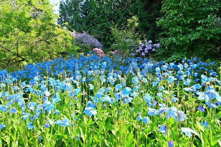 イギリス - エディンバラ王立植物園② 海外旅行,イギリス,スコットランドの写真素材